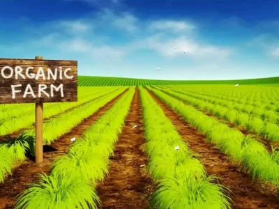 کشاورزی ارگانیک در ایران: ضرورت امروز، سرمایه فردا